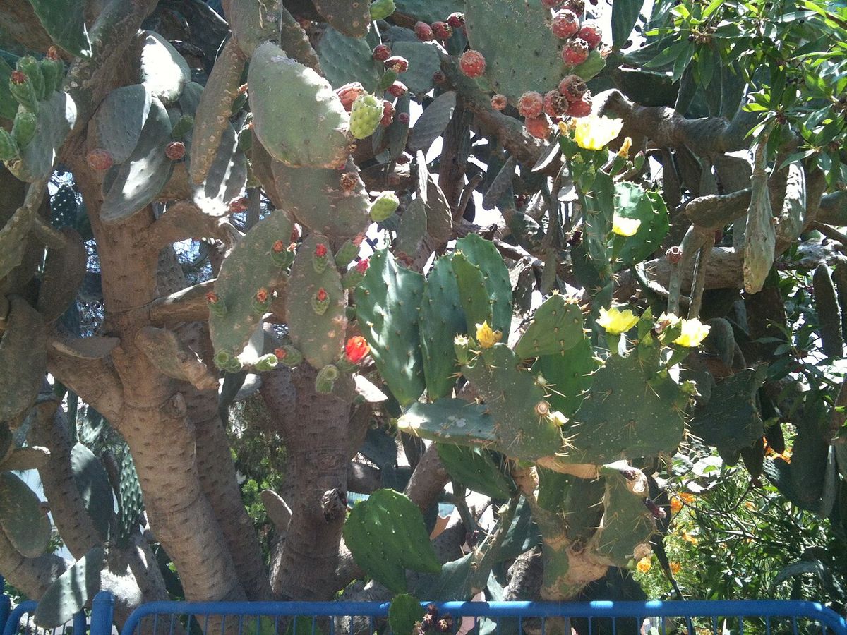 Nopal cargado de flor amarilla y tunas rojas junto a una barda azul.