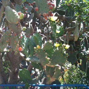 Nopal cargado de flor amarilla y tunas rojas junto a una barda azul.