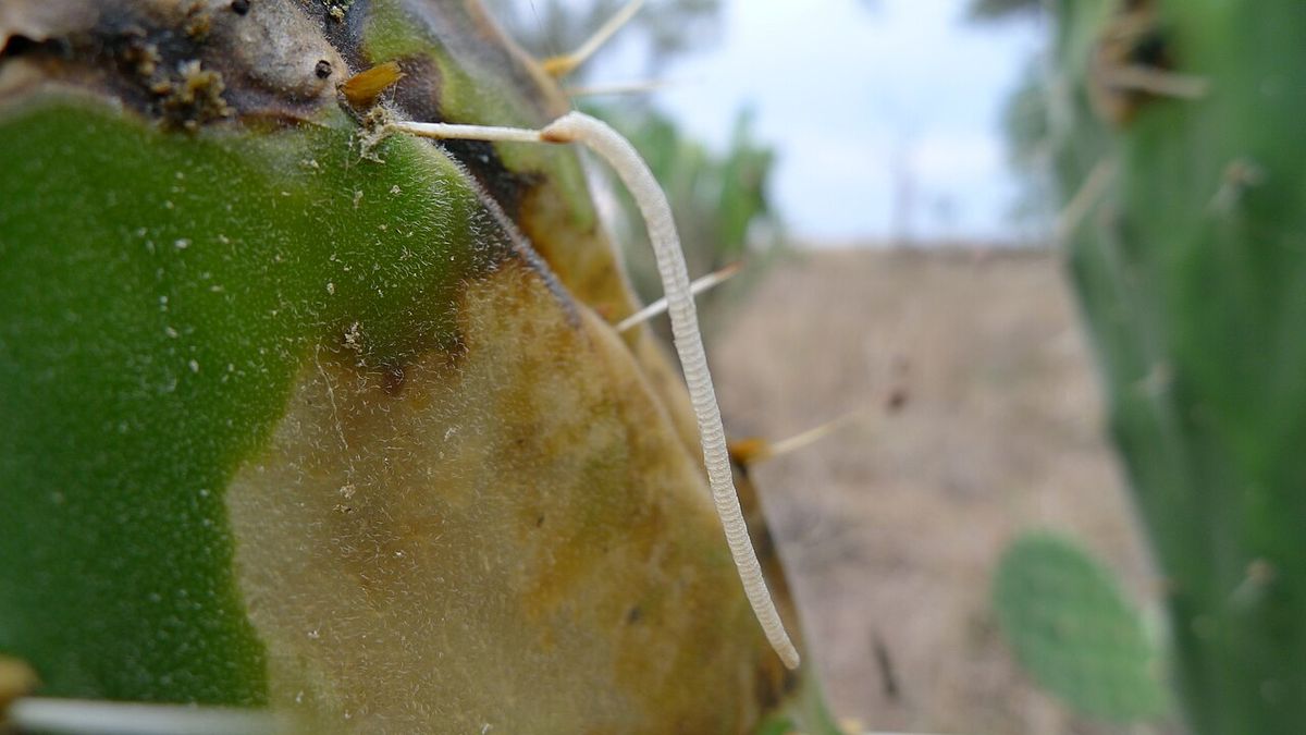 Un insecto recorriendo una tuna amarillenta al borde de una penca.