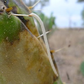 Un insecto recorriendo una tuna amarillenta al borde de una penca.