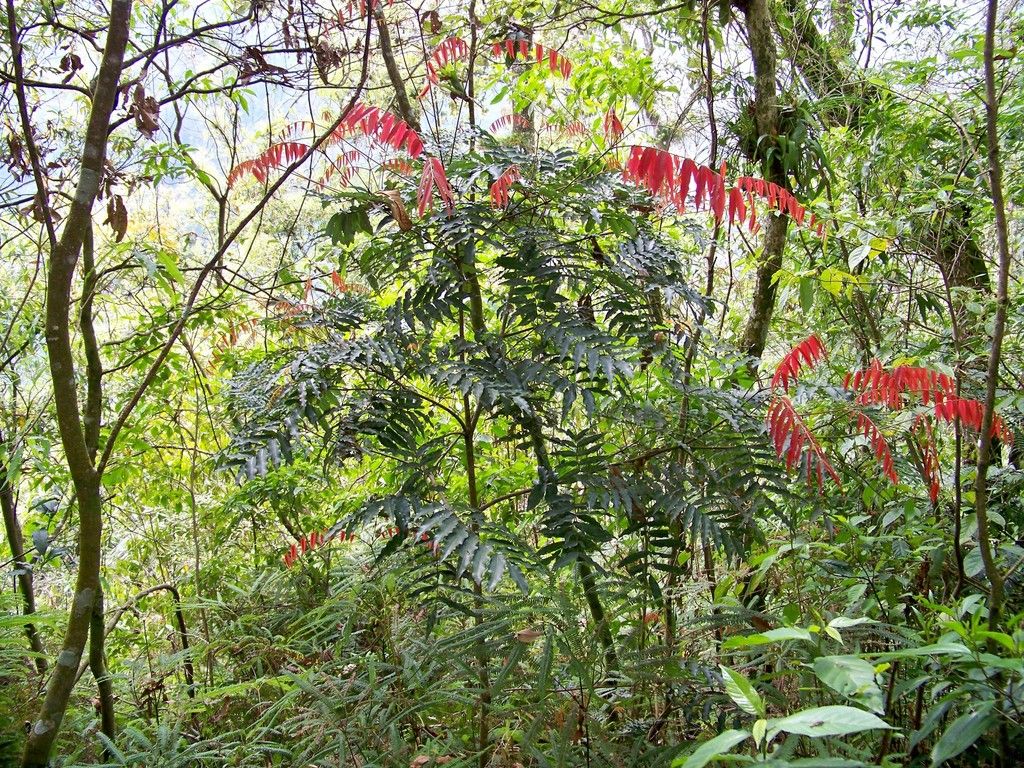 Follaje de palo de zopilote con las hojas nuevas de color rojo encendido en el bosque.