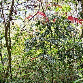 Follaje de palo de zopilote con las hojas nuevas de color rojo encendido en el bosque.