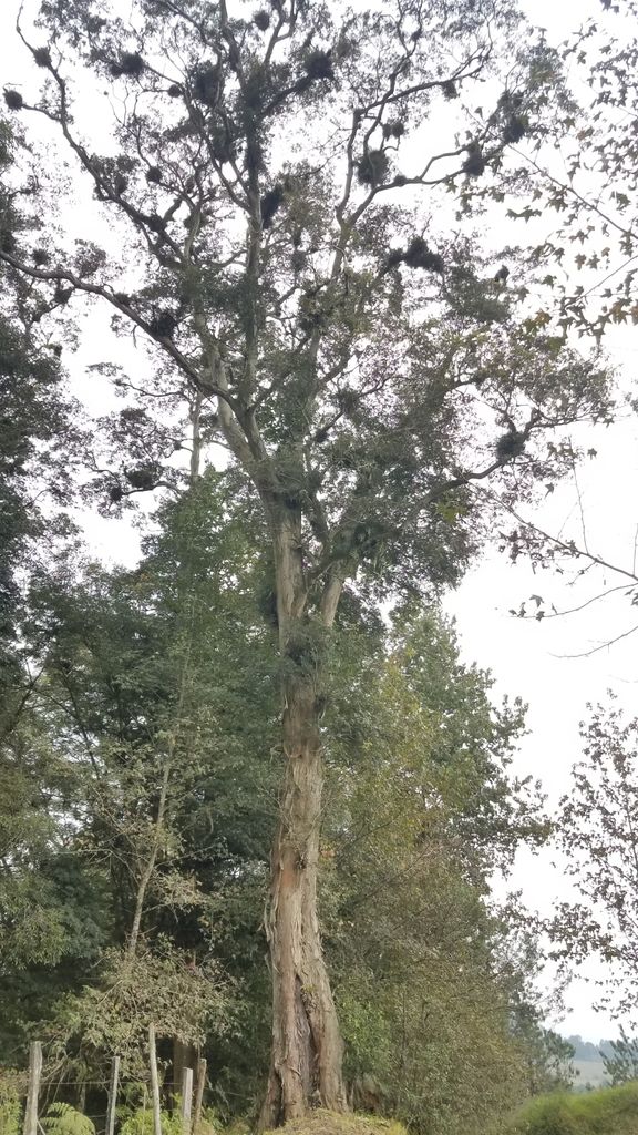 Palo de zopilote alto y derecho en el bosque de niebla, con el fuste limpio hasta la copa.