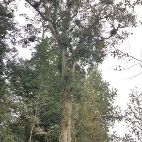 Palo de zopilote alto y derecho en el bosque de niebla, con el fuste limpio hasta la copa.