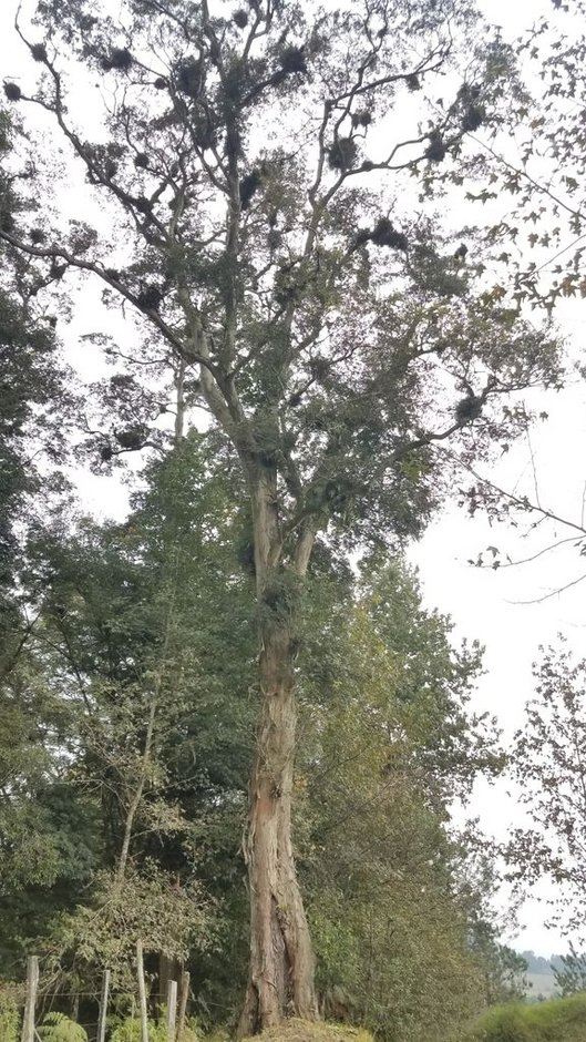 Palo de zopilote alto y derecho en el bosque de niebla, con el fuste limpio hasta la copa.