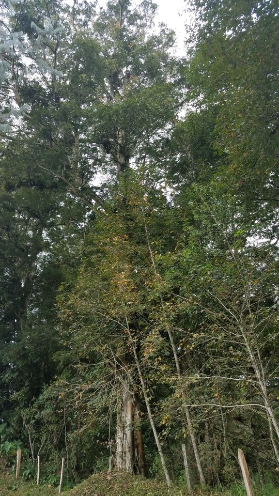 Palos de zopilote altos entre otros árboles del bosque de niebla, vistos desde el suelo.