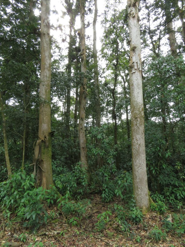 Rodal de palos de zopilote de fustes claros y rectos, con el sotobosque verde al pie.