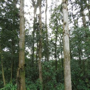 Rodal de palos de zopilote de fustes claros y rectos, con el sotobosque verde al pie.