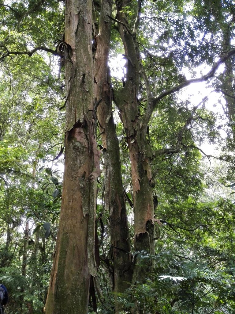 Troncos de palo de zopilote con la corteza desprendiéndose en tiras largas y colgantes.
