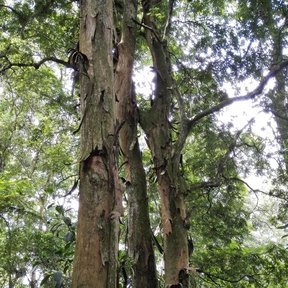 Troncos de palo de zopilote con la corteza desprendiéndose en tiras largas y colgantes.