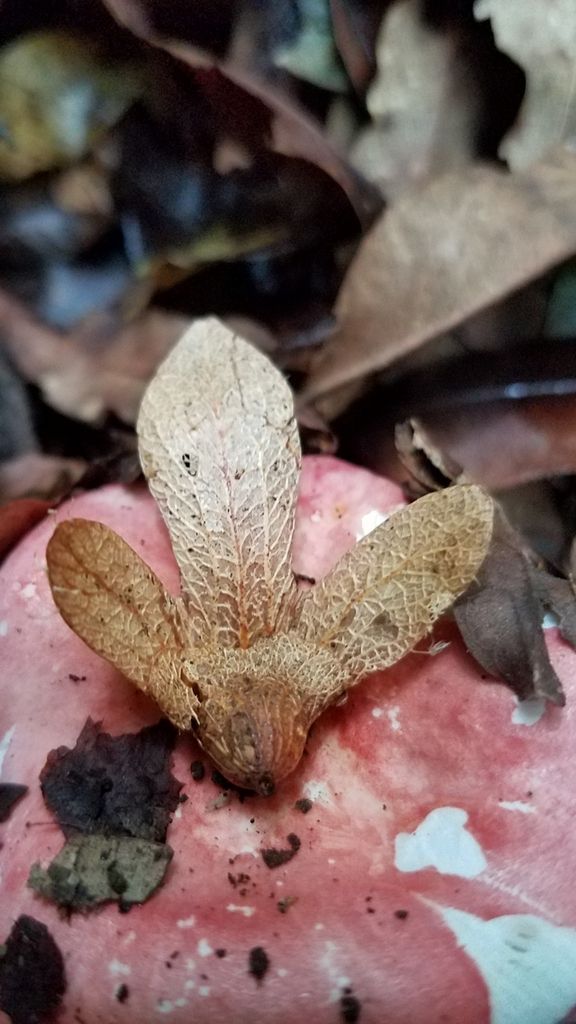 Fruto alado de palo de zopilote caído sobre la hojarasca, con las dos alas abiertas.