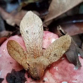 Fruto alado de palo de zopilote caído sobre la hojarasca, con las dos alas abiertas.