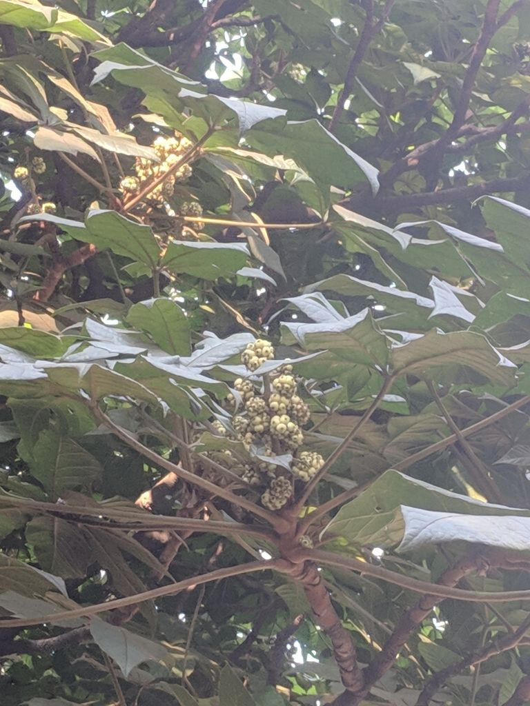 Umbelas de flor clara de oreopanax entre las hojas palmeadas y los tallos rojizos.