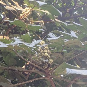 Umbelas de flor clara de oreopanax entre las hojas palmeadas y los tallos rojizos.