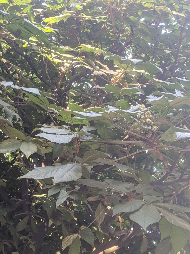 Inflorescencias de oreopanax asomando entre el follaje palmeado a contraluz.