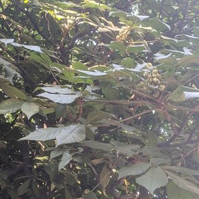 Inflorescencias de oreopanax asomando entre el follaje palmeado a contraluz.