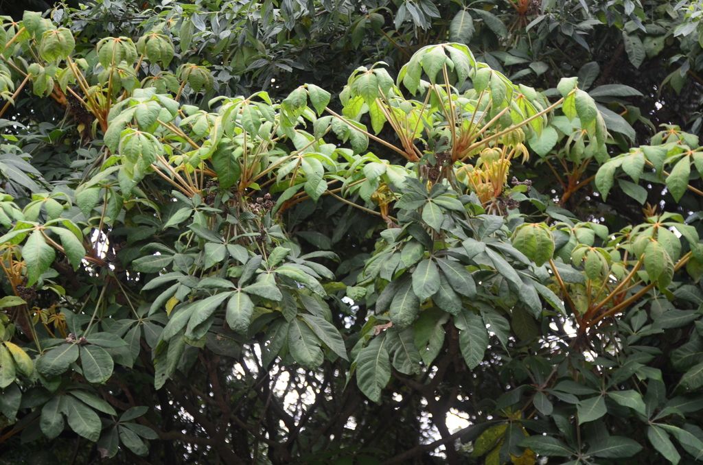Copa de oreopanax cargada de frutos verdes entre las hojas palmeadas.