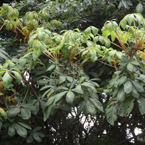 Copa de oreopanax cargada de frutos verdes entre las hojas palmeadas.