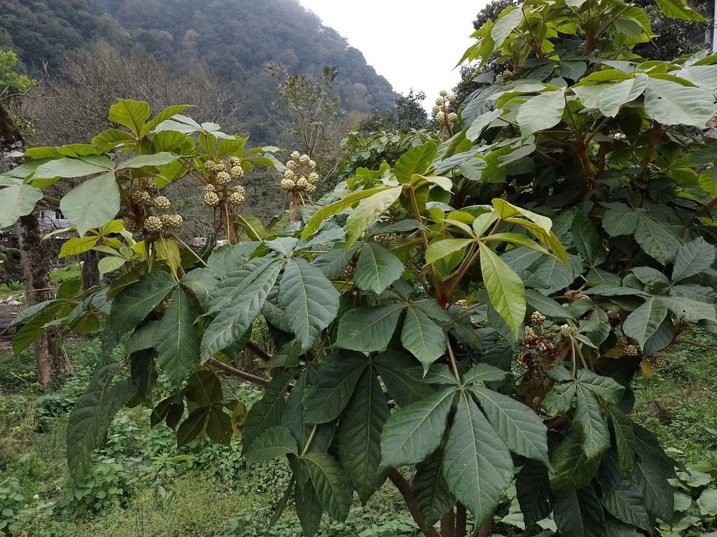 Oreopanax en flor en una cañada, con la ladera boscosa al fondo.