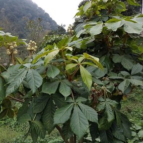 Oreopanax en flor en una cañada, con la ladera boscosa al fondo.