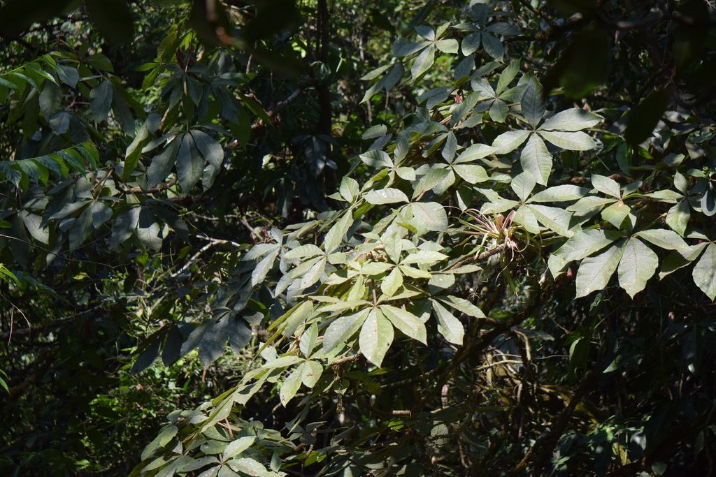 Hojas palmeadas de oreopanax, más claras por el envés, entre la vegetación.