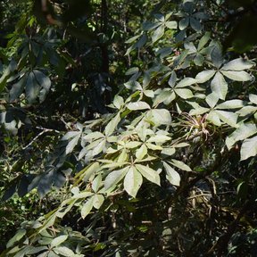 Hojas palmeadas de oreopanax, más claras por el envés, entre la vegetación.