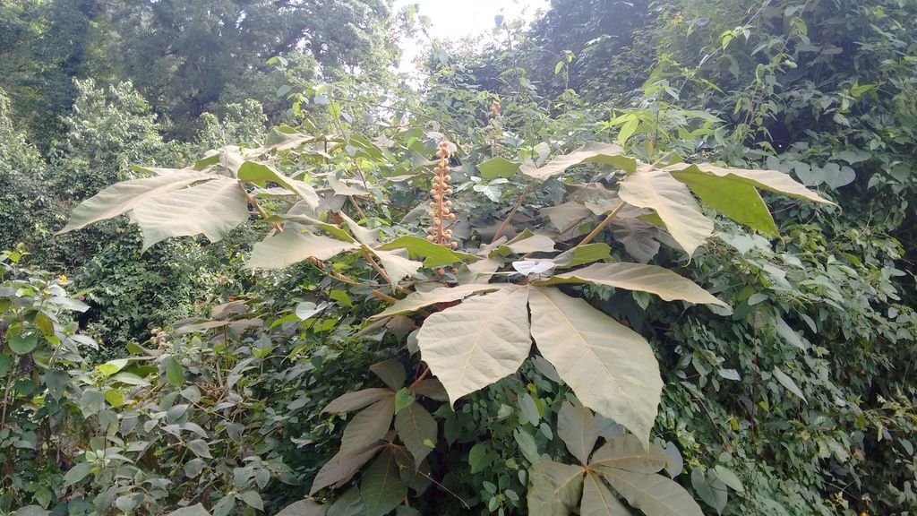 Espiga de flor rojiza de oreopanax rodeada de hojas palmeadas y anchas.