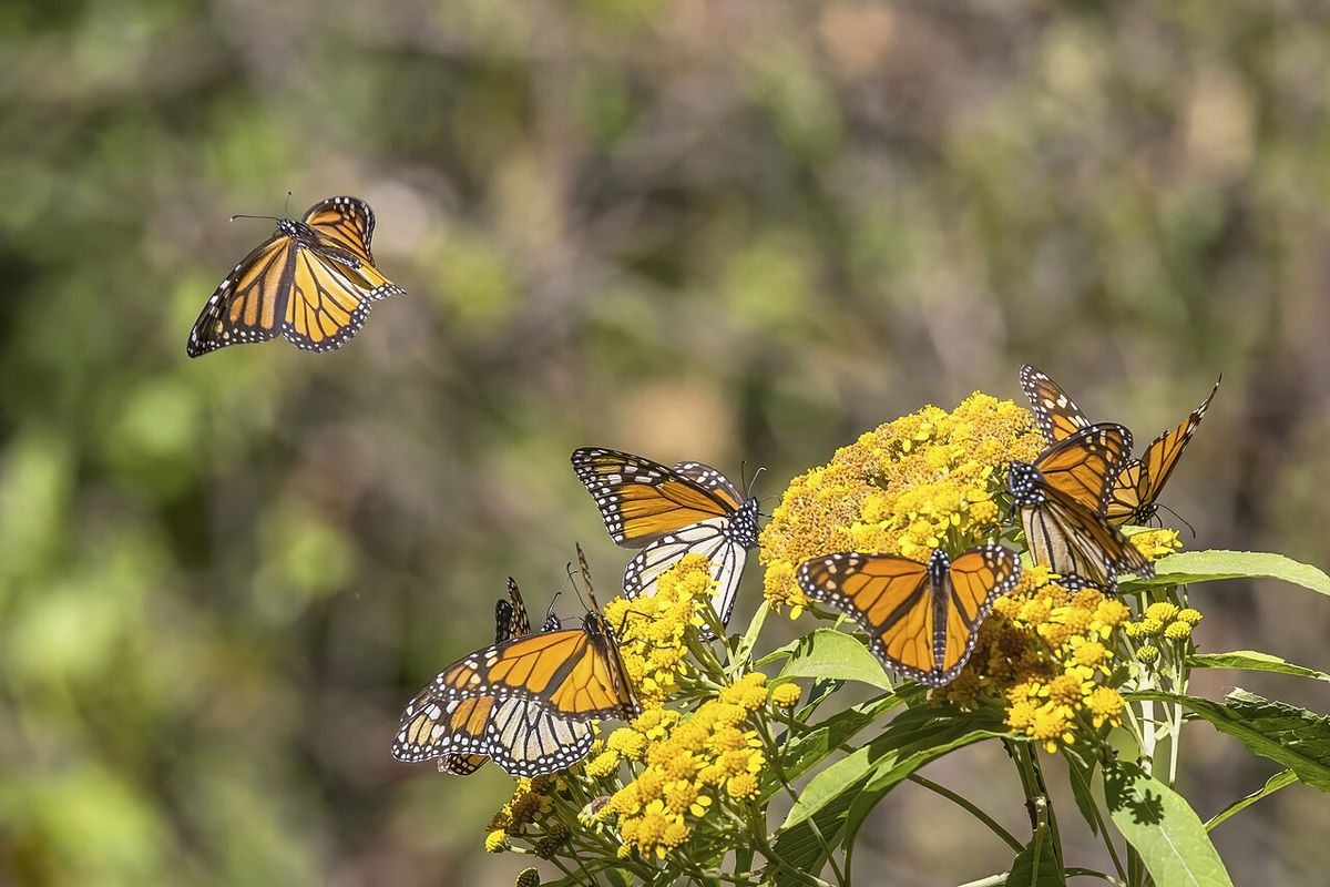 Mariposas monarca posadas sobre una flor amarilla en el bosque de oyamel.