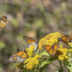 Mariposas monarca posadas sobre una flor amarilla en el bosque de oyamel.