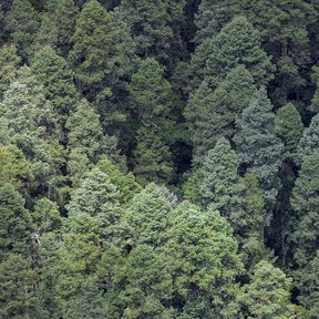 Ladera cubierta de oyameles de copa cónica y follaje azulado.