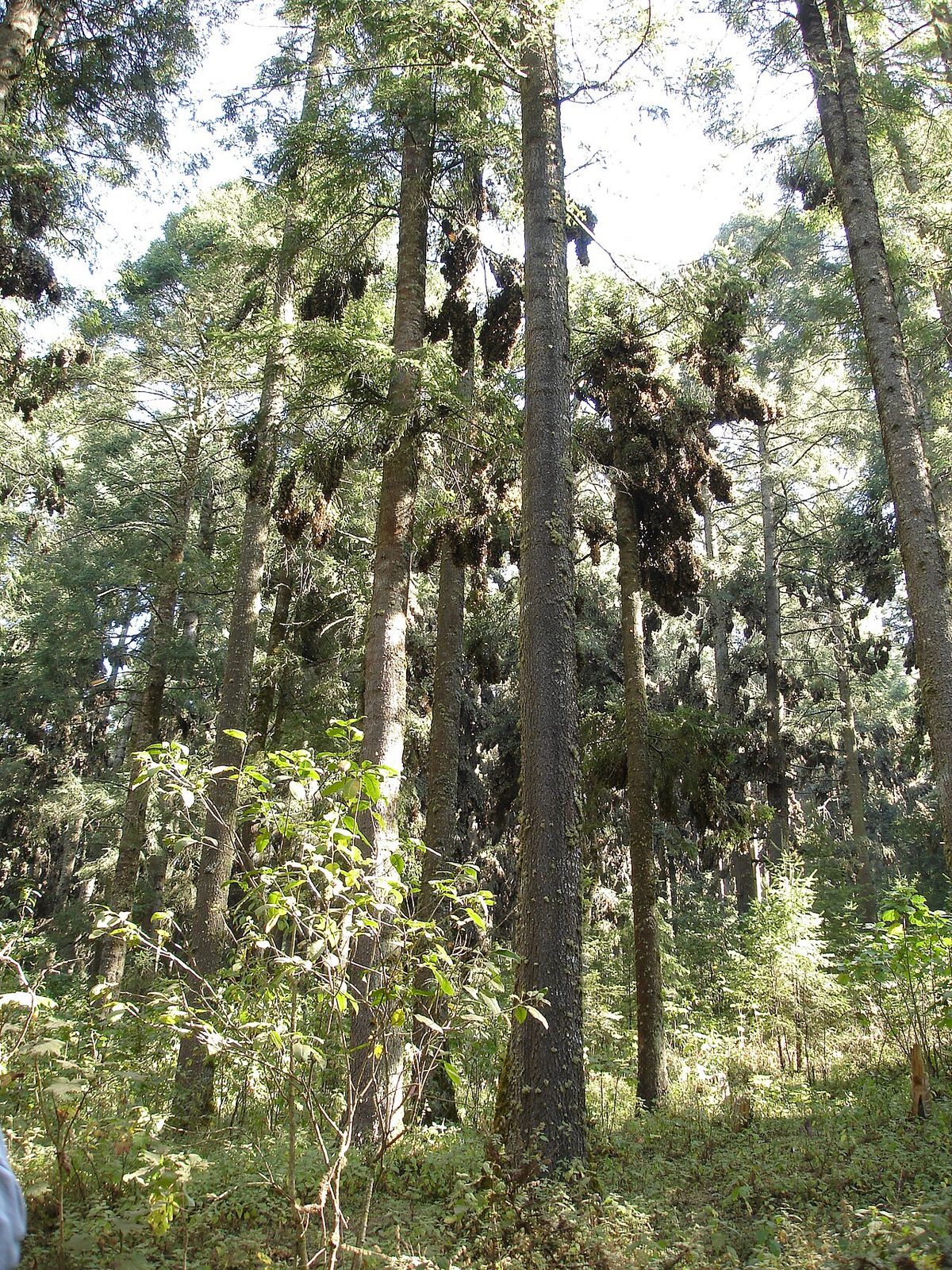 Interior de un bosque de oyamel con los troncos altos y el sotobosque verde.