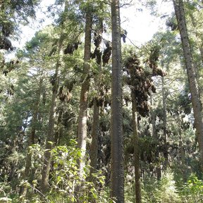 Interior de un bosque de oyamel con los troncos altos y el sotobosque verde.