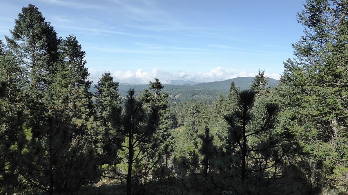 Cresta de un bosque de oyamel bajo un cielo azul con nubes altas.