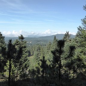 Cresta de un bosque de oyamel bajo un cielo azul con nubes altas.