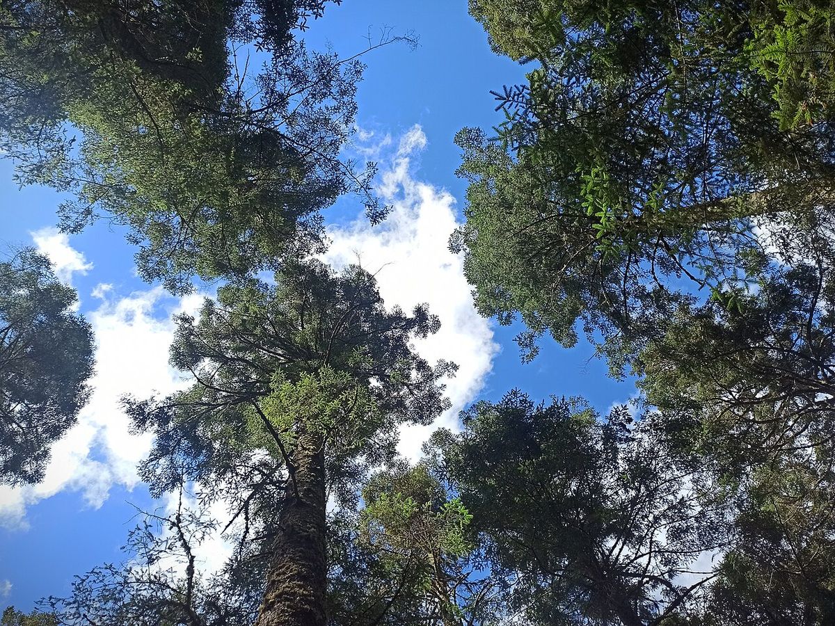 Copas de oyamel vistas desde el suelo, abiertas contra el cielo azul.