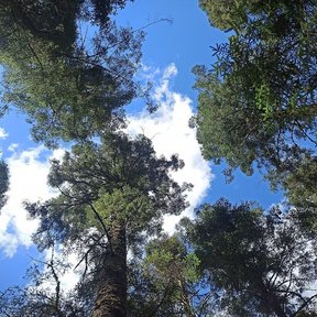 Copas de oyamel vistas desde el suelo, abiertas contra el cielo azul.