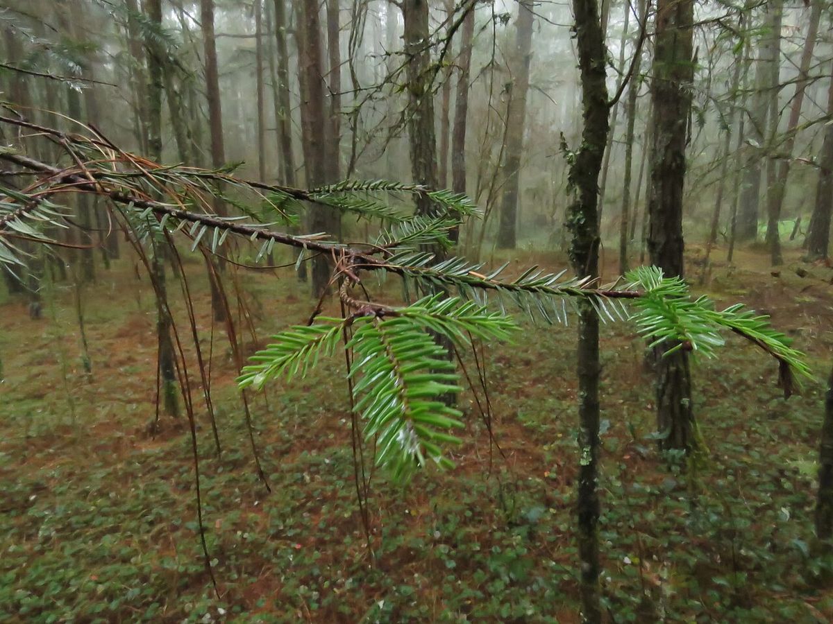 Rama de oyamel de Juárez con las acículas planas, en un bosque con niebla.