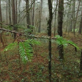 Rama de oyamel de Juárez con las acículas planas, en un bosque con niebla.