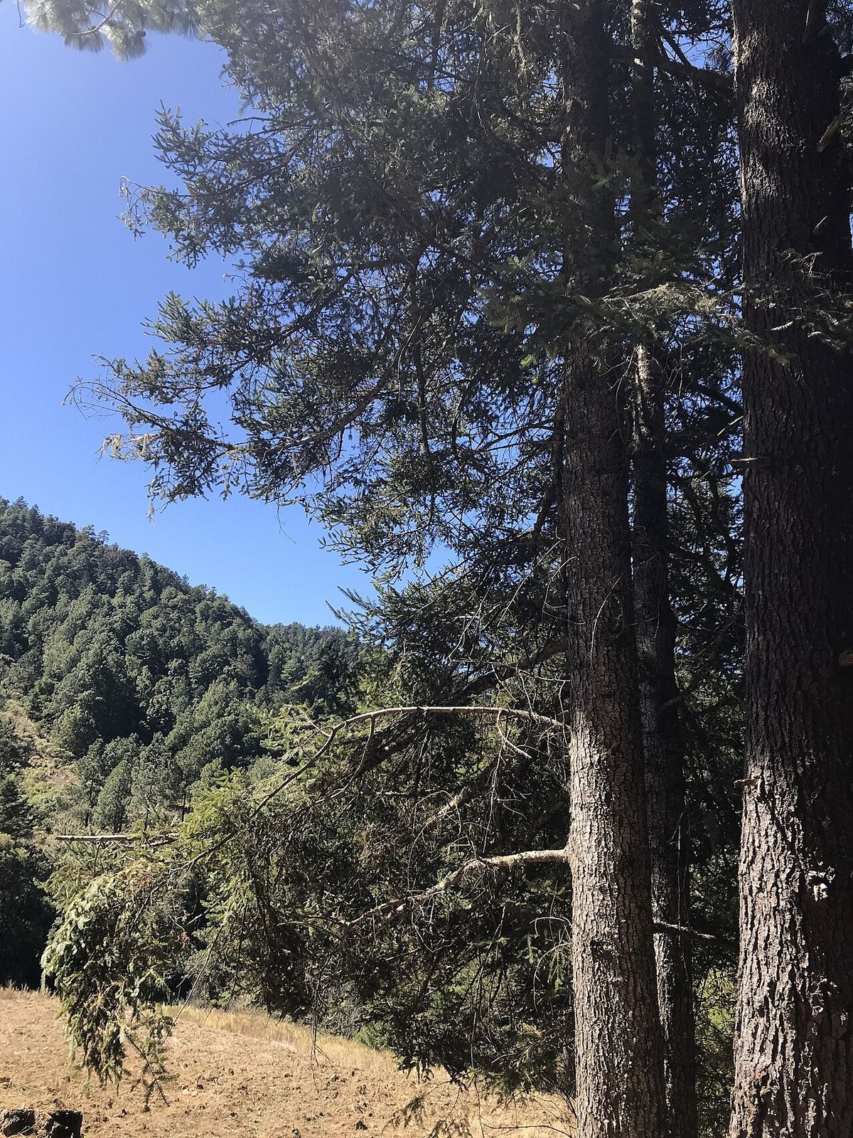 Oyameles de Juárez altos y derechos junto a un sendero, con la sierra al fondo.