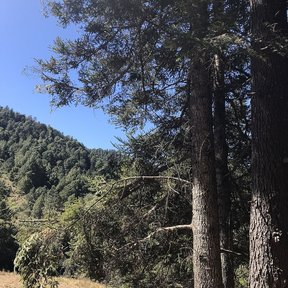 Oyameles de Juárez altos y derechos junto a un sendero, con la sierra al fondo.