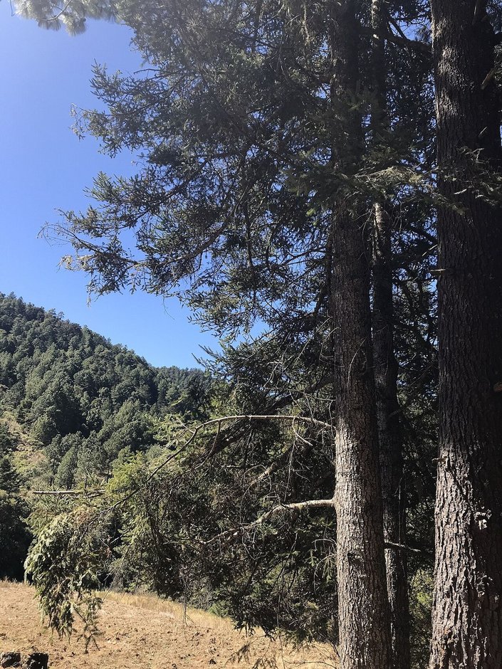 Oyameles de Juárez altos y derechos junto a un sendero, con la sierra al fondo.