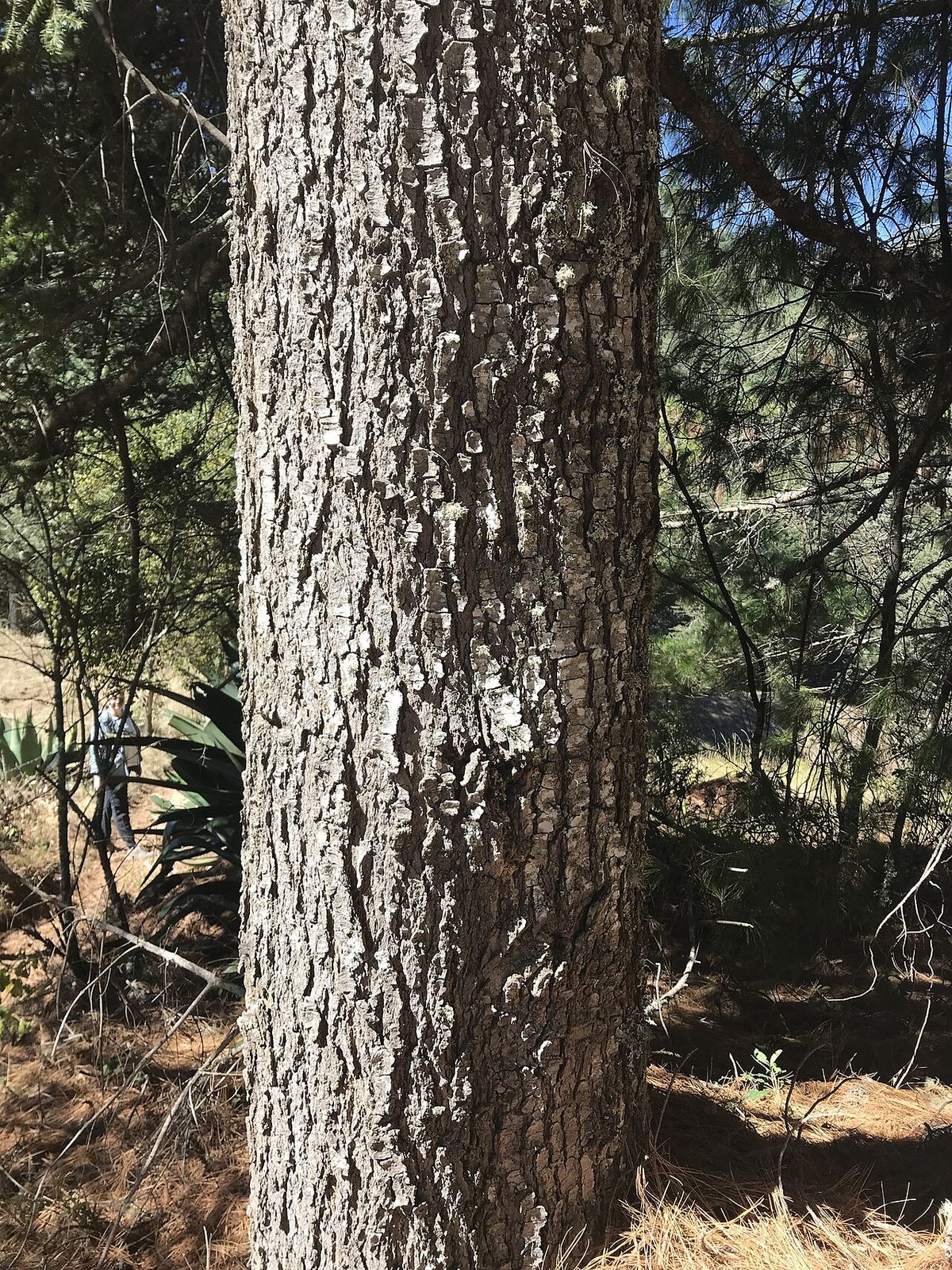 Tronco recto y agrietado de oyamel de Juárez, con el bosque abierto detrás.