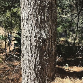 Tronco recto y agrietado de oyamel de Juárez, con el bosque abierto detrás.