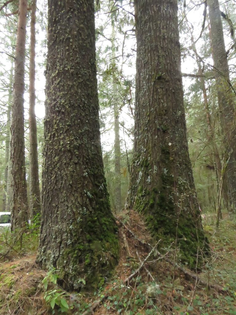 Troncos de oyamel de Juárez cubiertos de musgo en un bosque húmedo.