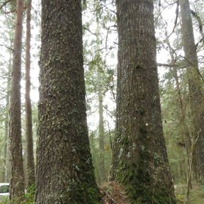 Troncos de oyamel de Juárez cubiertos de musgo en un bosque húmedo.