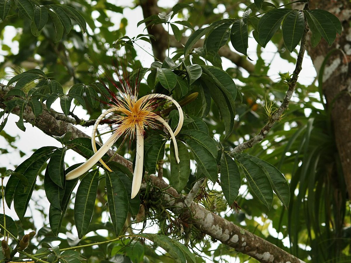 Flor de zapote de agua con los pétalos curvados y el penacho de estambres.