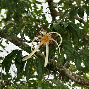 Flor de zapote de agua con los pétalos curvados y el penacho de estambres.