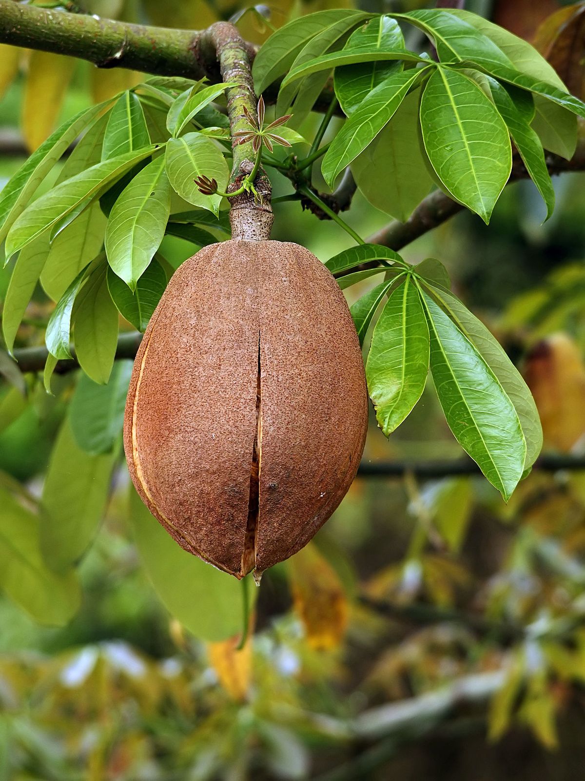 Fruto pardo y leñoso de zapote de agua colgando de una rama, ya abriéndose.