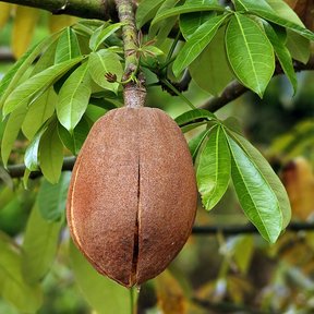 Fruto pardo y leñoso de zapote de agua colgando de una rama, ya abriéndose.