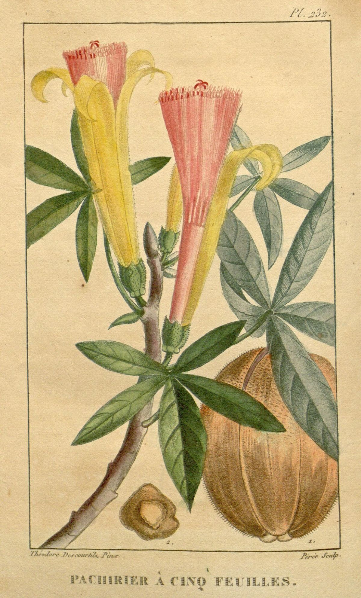 Lámina antigua del zapote de agua con las flores, la hoja y el fruto abierto.